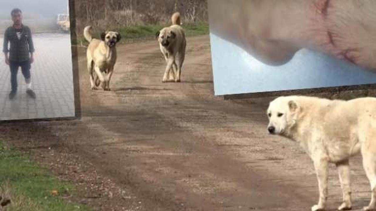 Antalya'da bir kişi başıboş köpeklerin saldırısına uğradı!